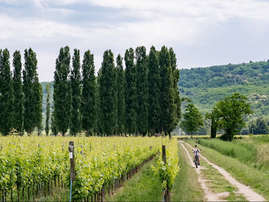 About BRIDGES & BALM